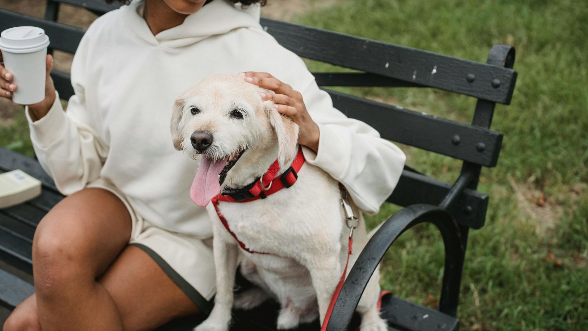 A Person Sitting On A Bench With A Dog